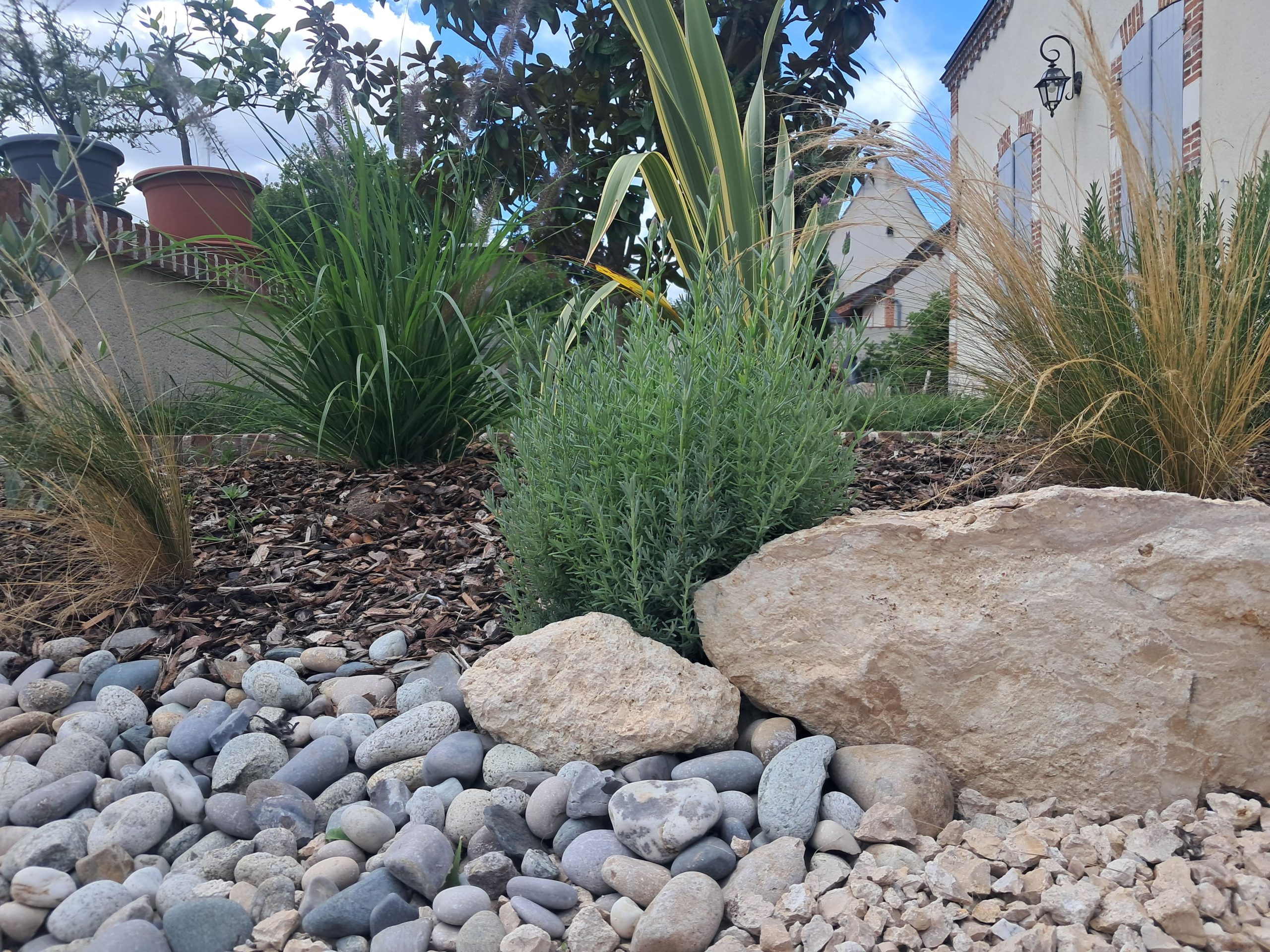 plante de rocaille dans une bordure en galets