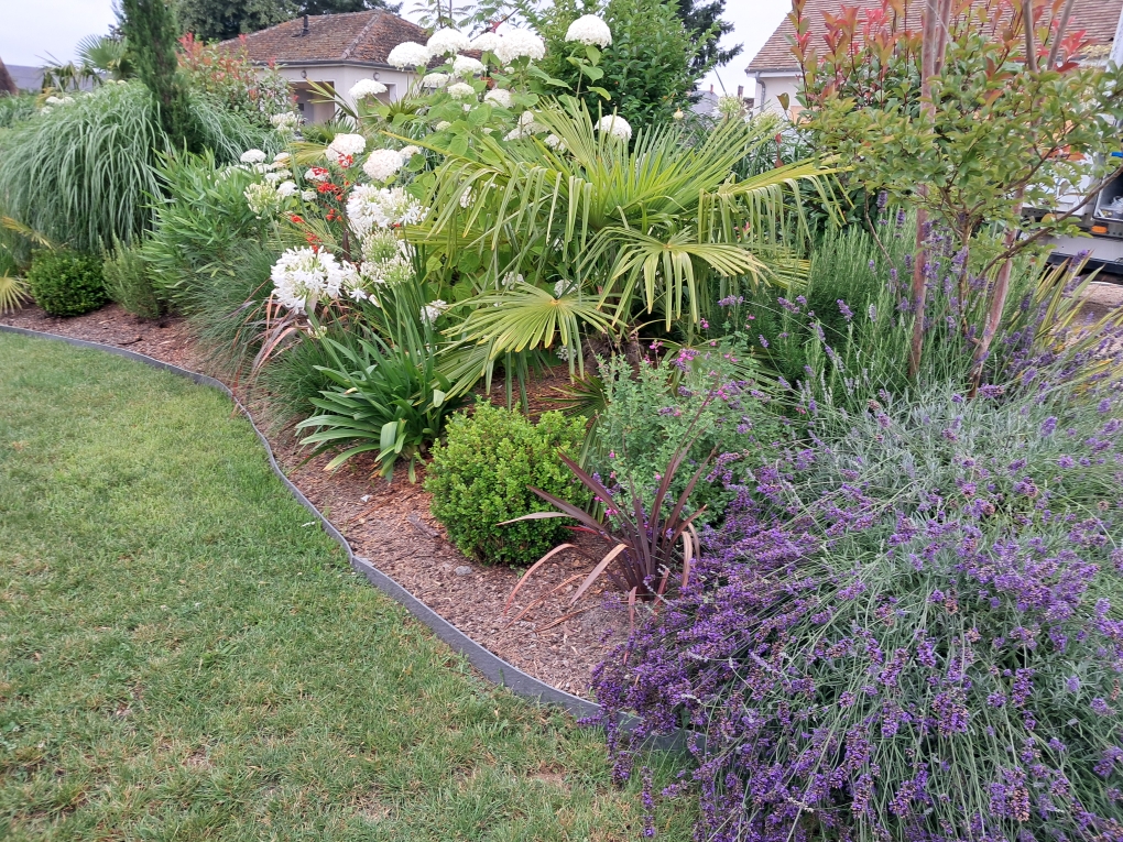Massif de plantes diverses et variées. Fleurs violettes au premier plan et fleurs blanches à l'arrière plan