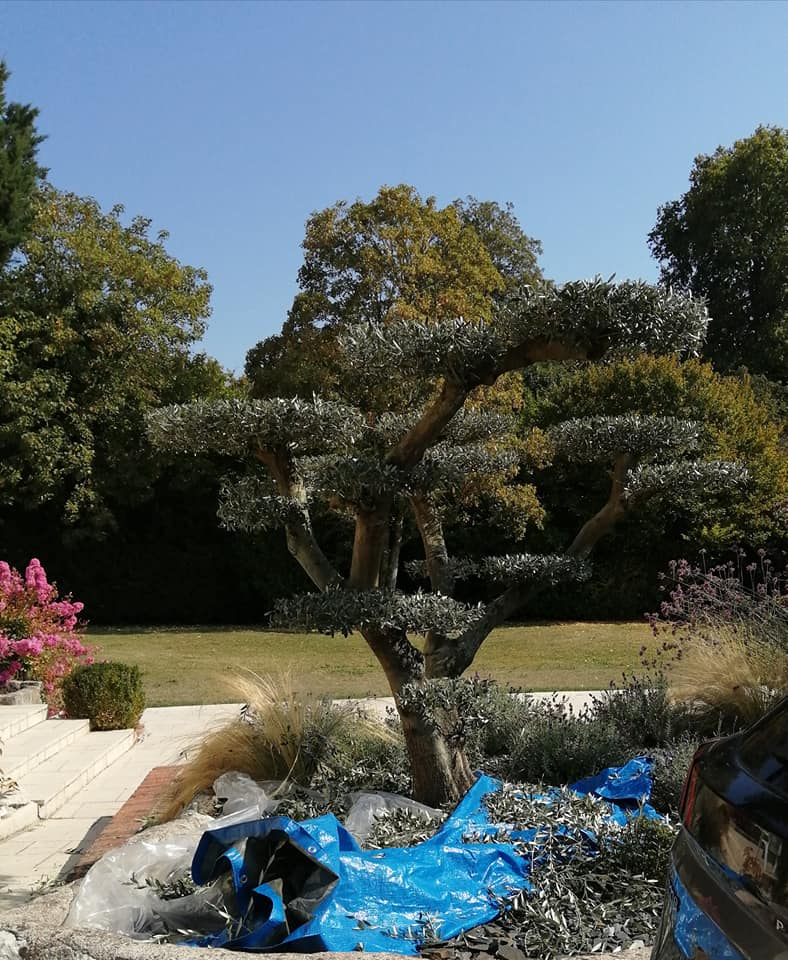 Arbre taillé en nuage