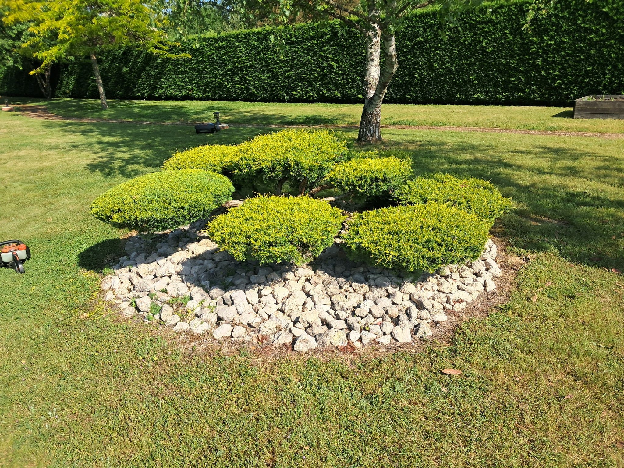 Buisson entretenu avec taille en nuages