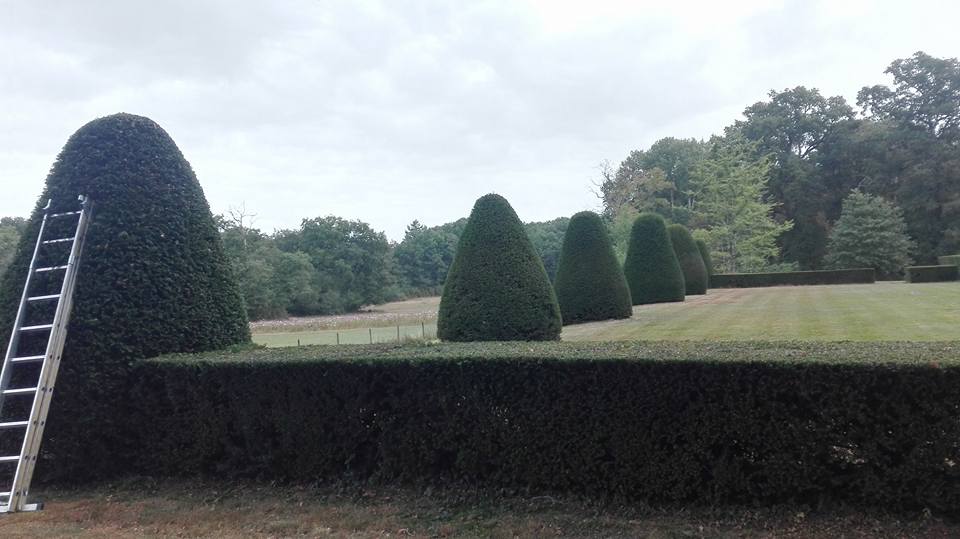 Taille d'arbres en forme boule