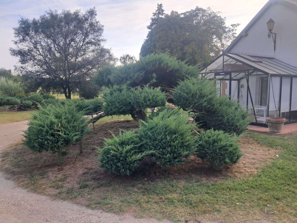 Arbre type conifère avec besoin d'entretien