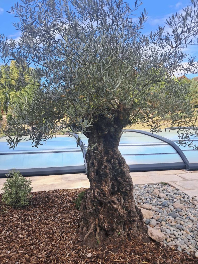 Olivier au bord d'une piscine avec une terrasse carrelée beige et un paillage de copeaux de bois au pied